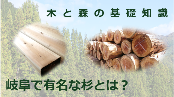 岐阜で有名な杉とは? | モクタウン | MOKU TOWN | デジタル展示場